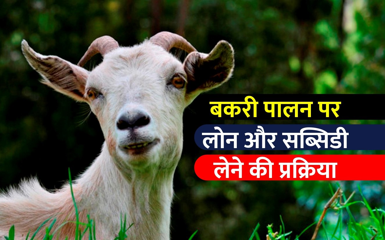 Goat Farming Loan Scheme: बकरी पालन के लिए मिल रहा 50 लाख तक का लोन, ऐसे उठाये लोन का फायदा