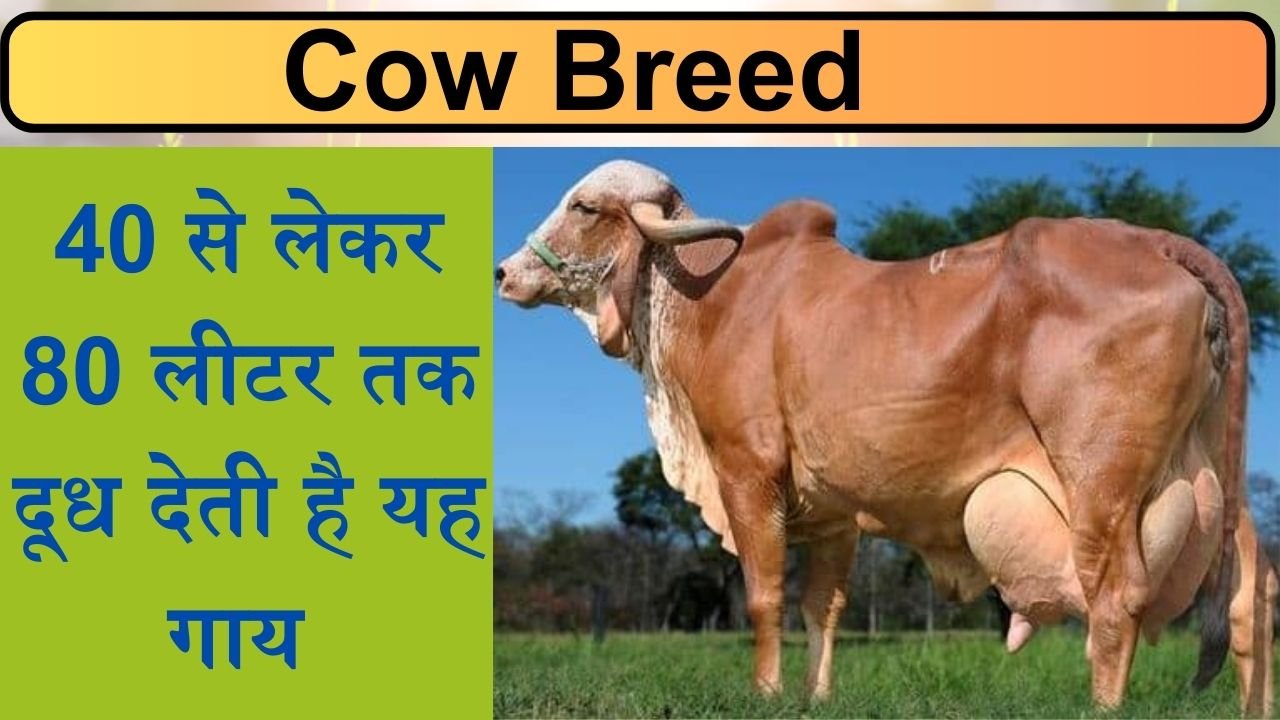 Cow Breed: गाय की इस नस्ल की होती है 40 से लेकर 80 लीटर तक दूध देने की क्षमता, जानिए इसके बारे में..