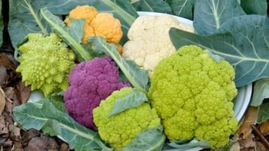 Colorful Cauliflower Farming: कलरफुल फूल गोभी की खेती किसानों को बना देगी मालामाल, बिकती है बहुत महंगी