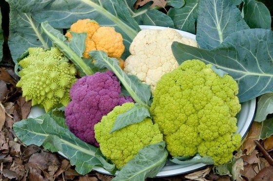 Colorful Cauliflower Farming: कलरफुल फूल गोभी की खेती किसानों को बना देगी मालामाल, बिकती है बहुत महंगी