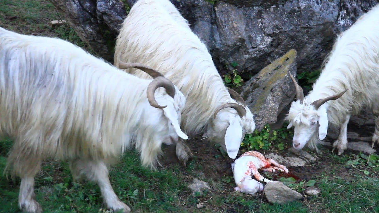 Goat Breed: 110 से 135 किलो वजन भरता है इस बकरी का, भारत में मुनाफे के लिए है बेहद लोकप्रिय