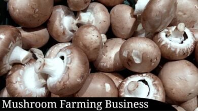 Mushroom Farming Business Idea: कम बजट में भयंकर प्रॉफिट कमा सकते है मशरुम की खेती से, देखे पूरी डिटेल