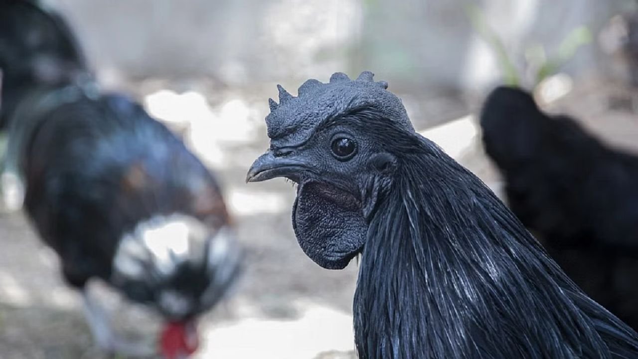 Kadaknath Murgi: मुर्गी की कड़कनाथ नस्ल का मुर्गा बिकता है 1 हजार रु किलो तक, ऐसे करे इसका पालन