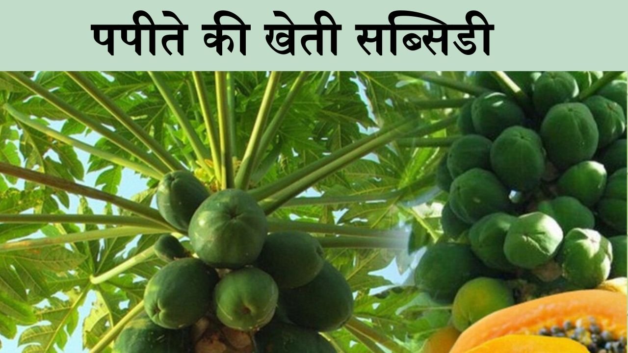 Papaya Farming Subsidy: पपीते की खेती के लिए सरकार देंगी 45,000 रुपये, ऐसे करे अप्लाई