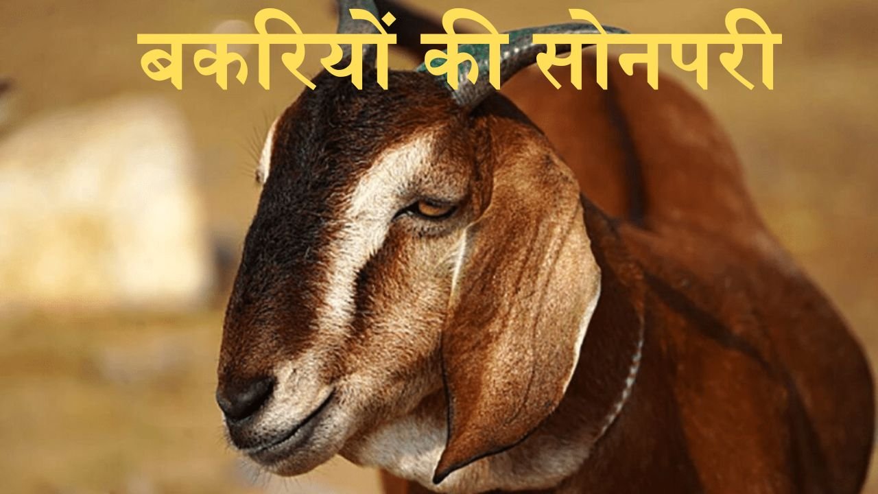 Bakri Palan: बकरियों की सोनपरी है यह बकरी! कीजिए बकरियों की इस नस्ल का पालन, होंगी तगड़ी कमाई