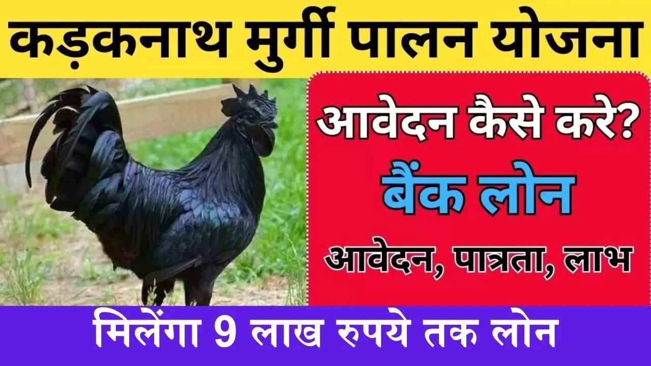 Kadaknath Murgi Palan Loan: 9 लाख रुपये तक मिलेंगा लोन कड़कनाथ मुर्गी पालन के लिए, यहाँ करे आवेदन