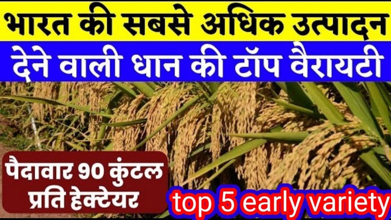 Dhaan Top 5 Variety: धान की यह 5 किस्मे देती है बम्पर पैदावार, कम समय में बनाएगी धनवान