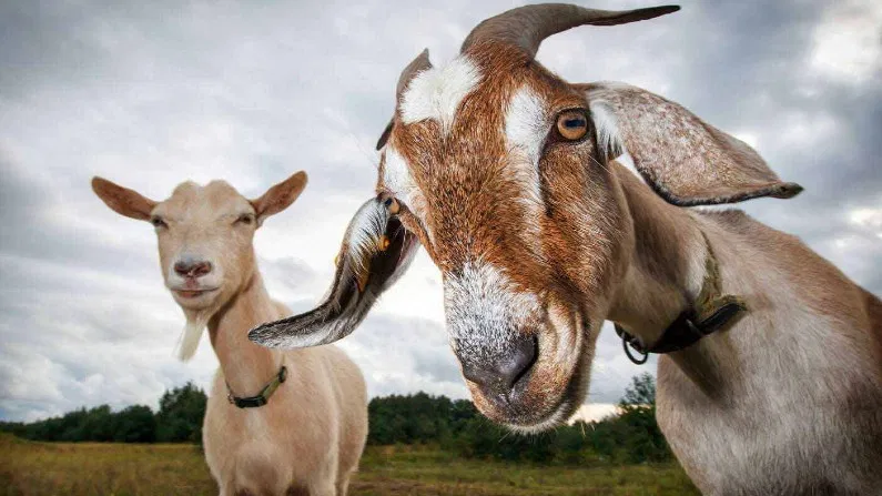 Goat Farming: 3 लीटर दूध देने में सक्षम है यह बकरी, महीने की कमा सकते है छप्परफाड़ कमाई