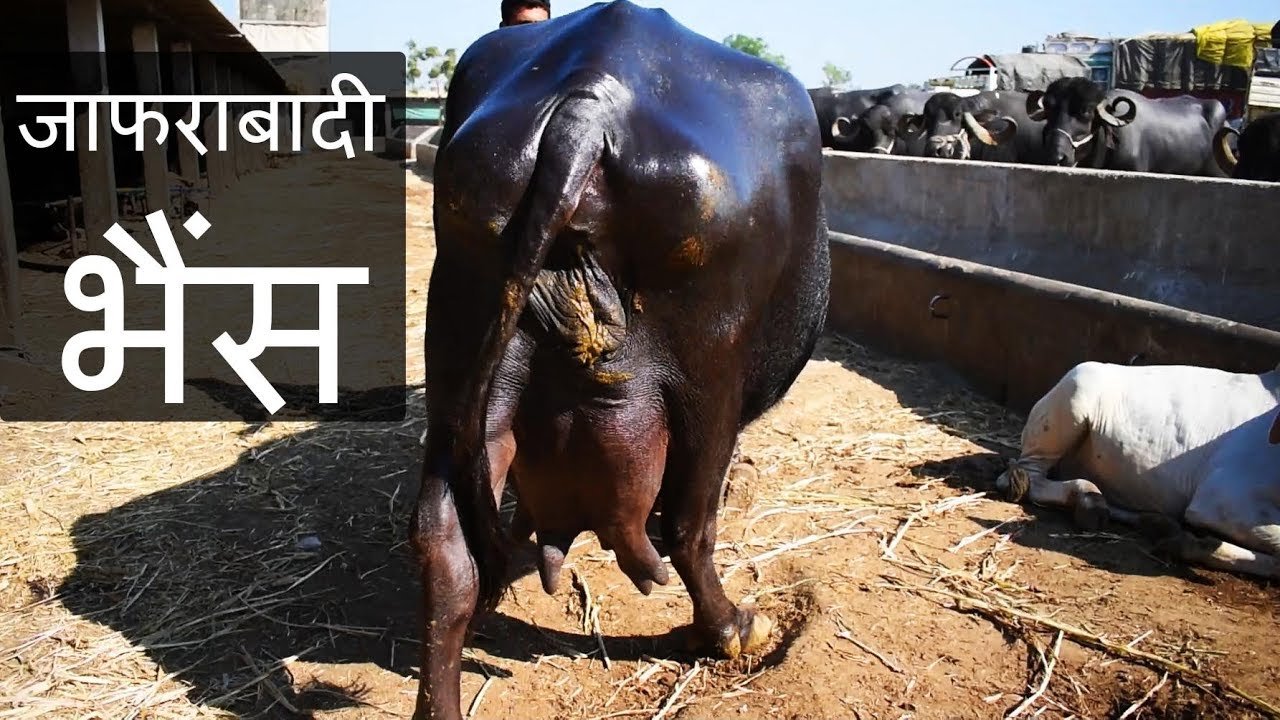 Jafarabadi Buffalo: अमीर बनने के लिए फैक्ट्री नहीं शुरू करे बफैलो पालन, ये भैंस कमाई से लगाएगी चार चाँद