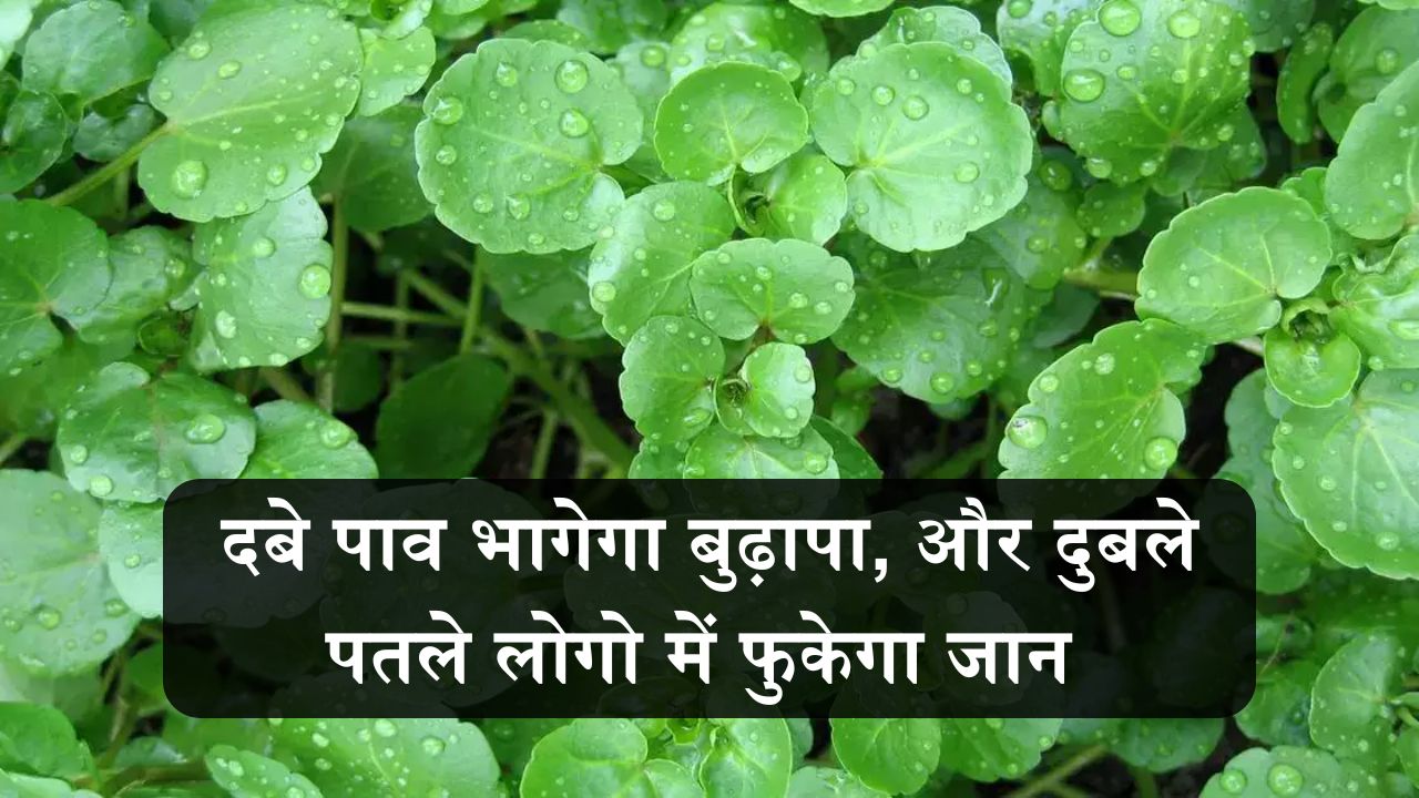 ताकत में बाहुबली की बाप है ये जंगली घास, दबे पाव भागेगा बुढ़ापा, और दुबले पतले लोगो में फुकेगा जान