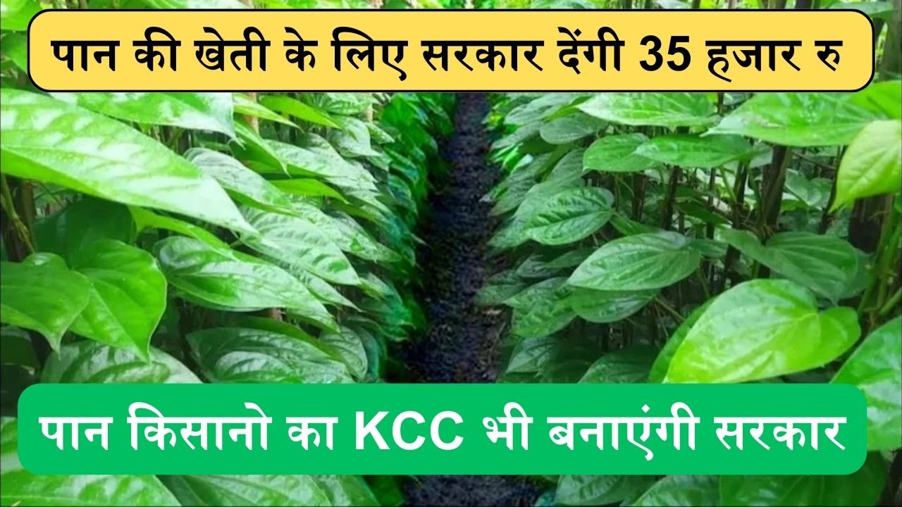 पान की खेती करने किसानो का KCC बनाएंगी सरकार, और साथ में देंगी अधिकतम 35 हजार रु का लोन, ऐसे होगा चयन