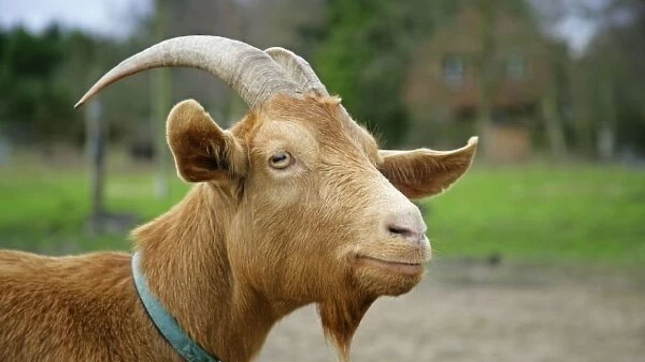 इस बकरी को मिला "रॉयल" का ख़िताब, कीमत भी है 3लाख रु से ज्यादा, जानिए क्या है इसकी खासियत