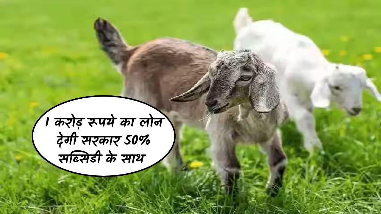 Goat Farming: बकरी पालन के लिए 1 करोड़ रूपये का लोन देगी सरकार, 50% सब्सिडी के साथ होगा करोड़पति बनने का सपना साकार