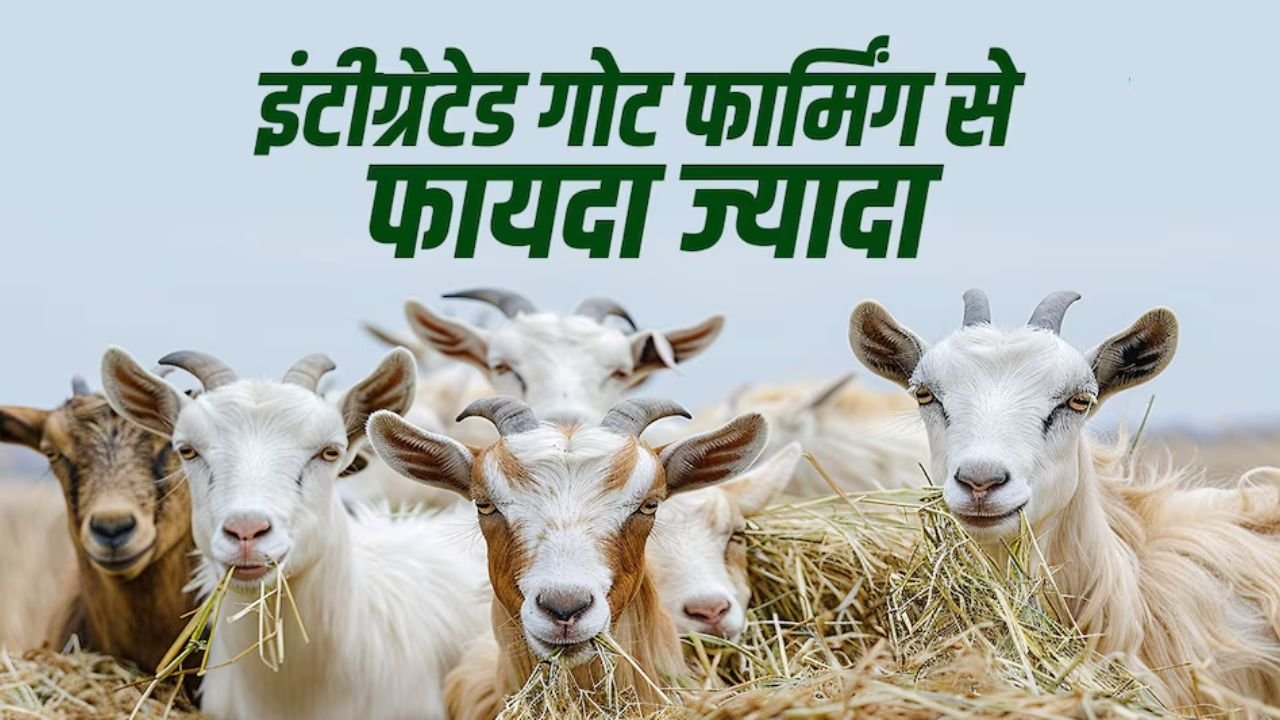 Goat Farming: इंटीग्रेटेड बकरी पालन नार्मल बकरी पालन से देगी बम्पर पैसा, बस बकरी पालन की यह प्रोसेस फॉलो करना होगा