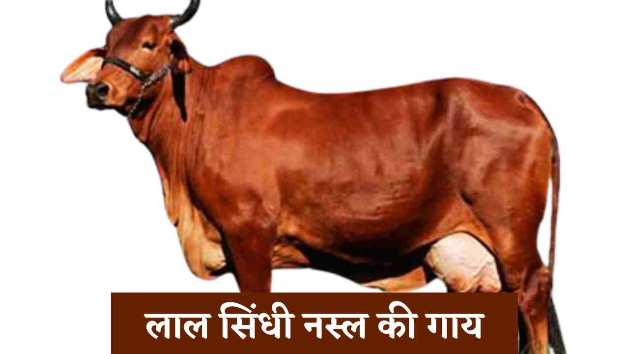 धांसू नस्ल की है ये गाय हर दिन 20 लीटर दूध देने में सक्षम, देखे इसकी खासियत