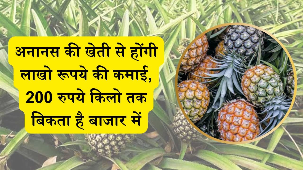 अनानस की खेती से होंगी लाखो रूपये की कमाई, 200 रुपये किलो तक बिकता है बाजार में, ऐसे करे इसकी खेती