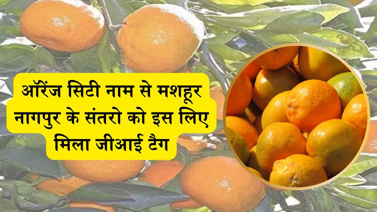 Nagpur Orange GITag: ऑरेंज सिटी नाम से मशहूर नागपुर के संतरो को इस लिए मिला जीआई टैग, यह है यहाँ के संतरो की खासियत