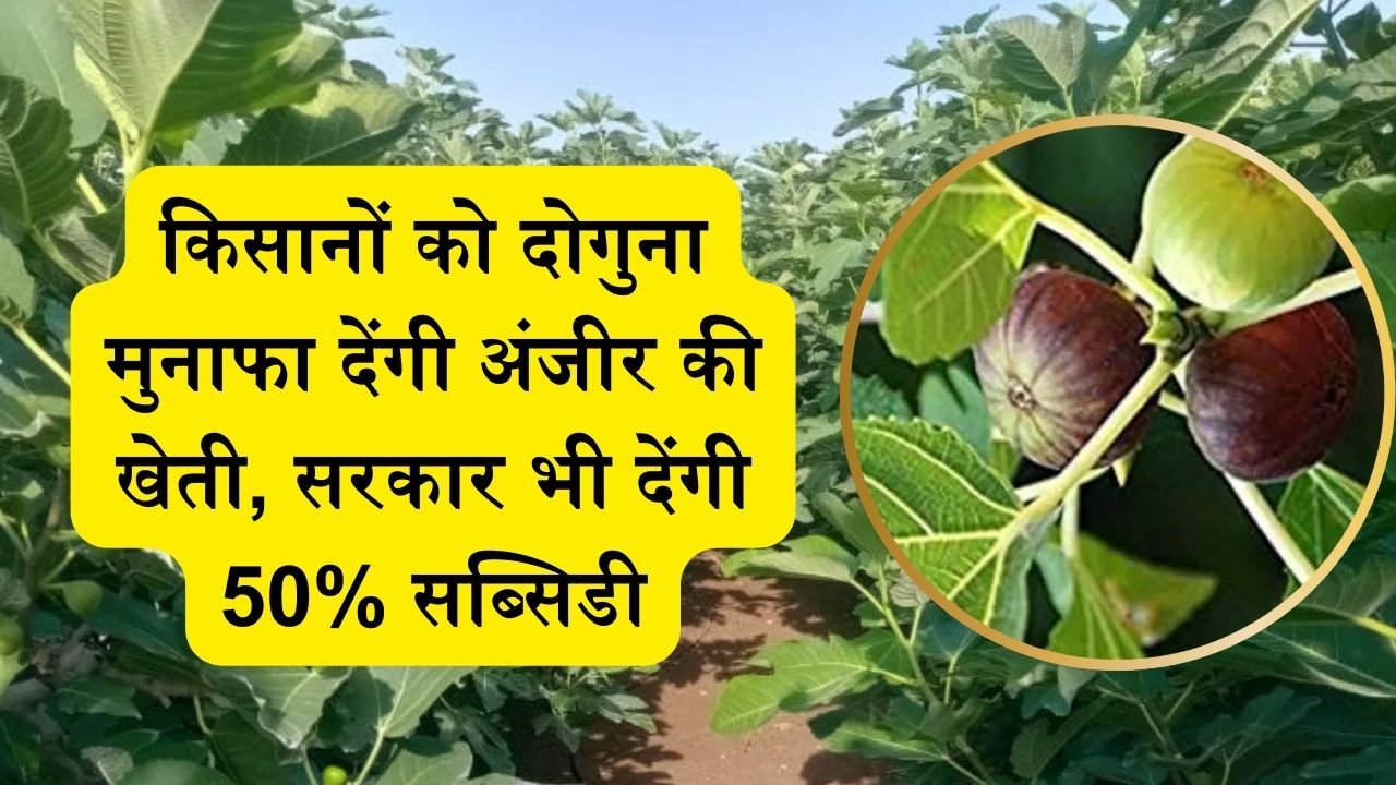 किसानों को दोगुना मुनाफा देंगी अंजीर की खेती, सरकार भी देंगी 50% सब्सिडी, जानें इसकी उन्नत किस्में