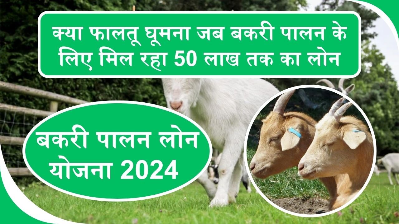 Goat Farming Loan: क्या फालतू घूमना जब बकरी पालन के लिए मिल रहा 50 लाख तक का लोन 60% की धांसू सब्सिडी के साथ