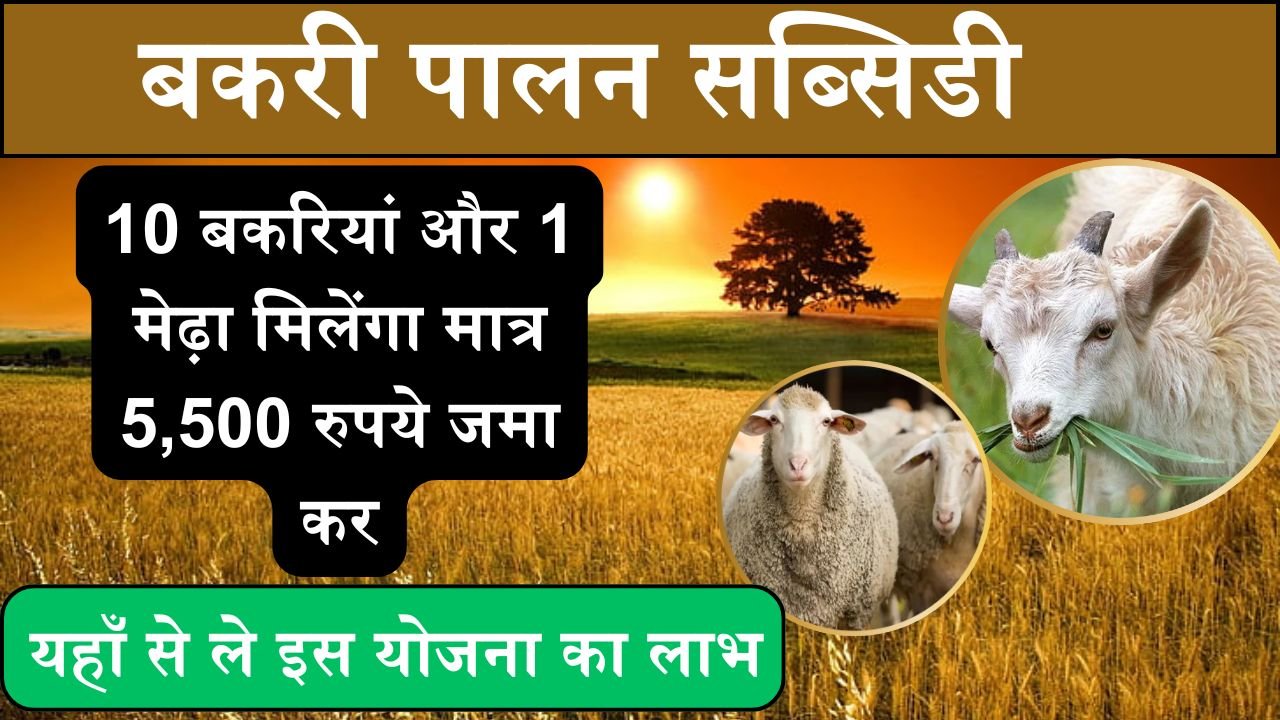 Bakri Palan Subsidy: 10 बकरियां और 1 मेढ़ा मिलेंगा मात्र 5,500 रुपये जमा कर, कैसे और यहाँ से ले इस योजना का लाभ