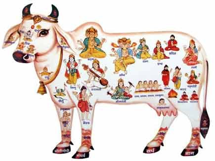 Mughal History Cow Slaughter Ban